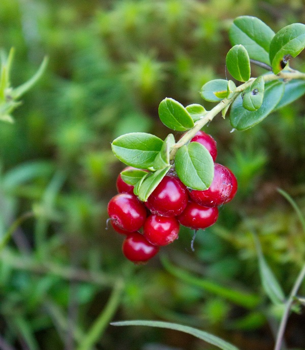 Αποξηραμένα Κράνμπερι – Μάθε τα Οφέλη & Γιατί Θεωρούνται Superfood Αποξηραμένα Κράνμπερι – Μάθε τα Οφέλη & Γιατί Θεωρούνται Superfood